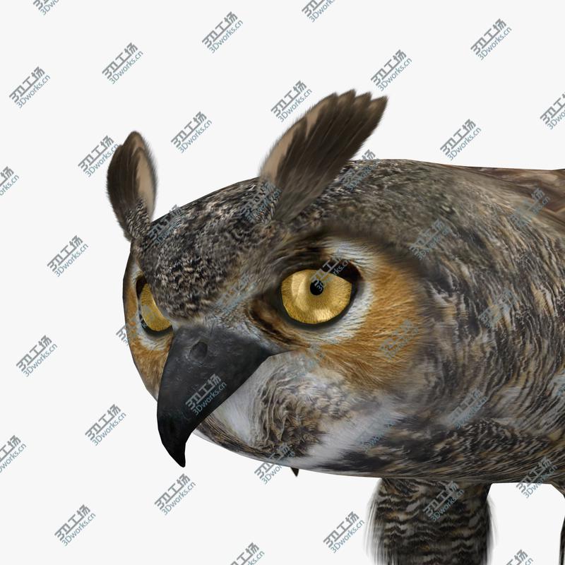 images/goods_img/202105073/Bubo Virginianus 'Great Horned Owl'/5.jpg